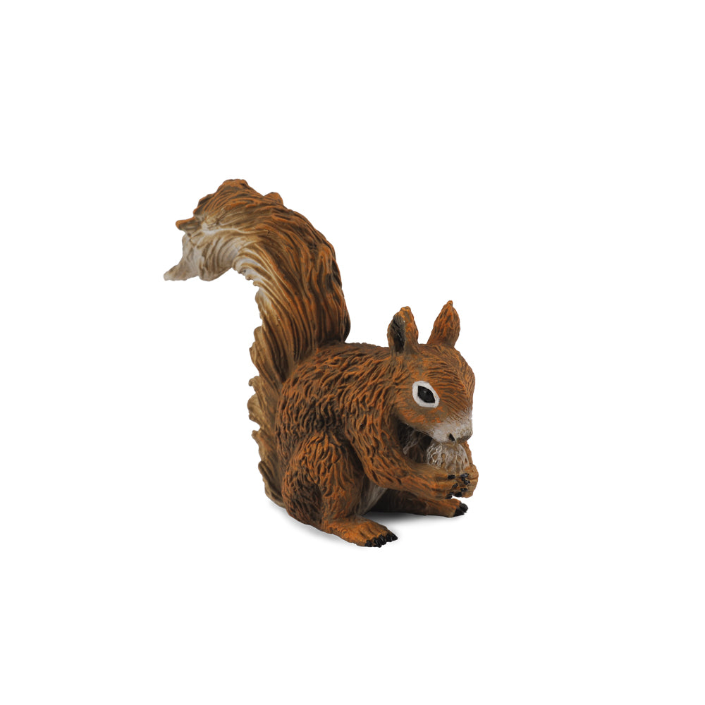 Red Squirrel Eating (3 Years +)
