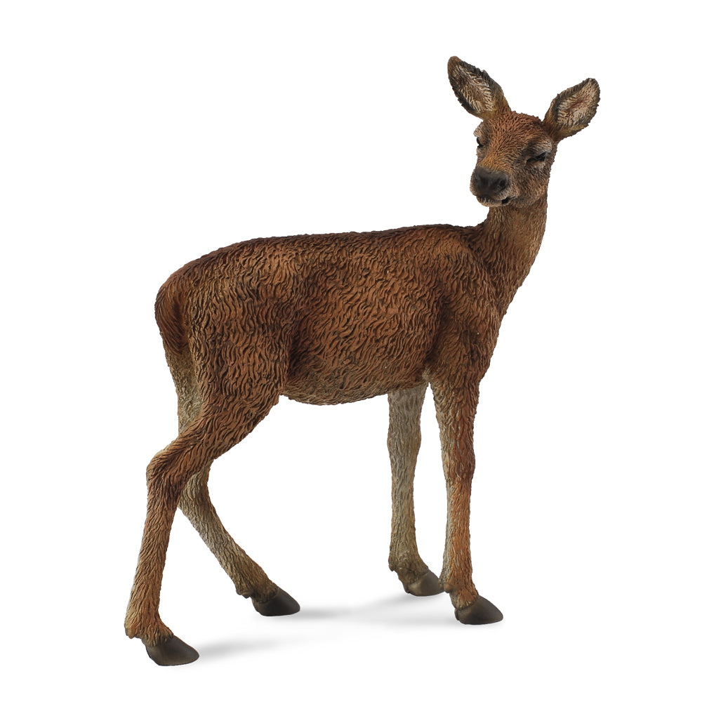 Red Deer Hind (3 Years +)