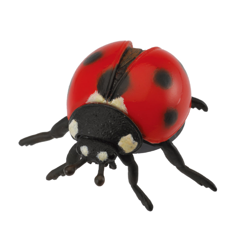 Ladybird (3 Years +)