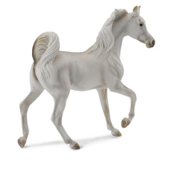 Arabian Mare Grey (3 Years +)