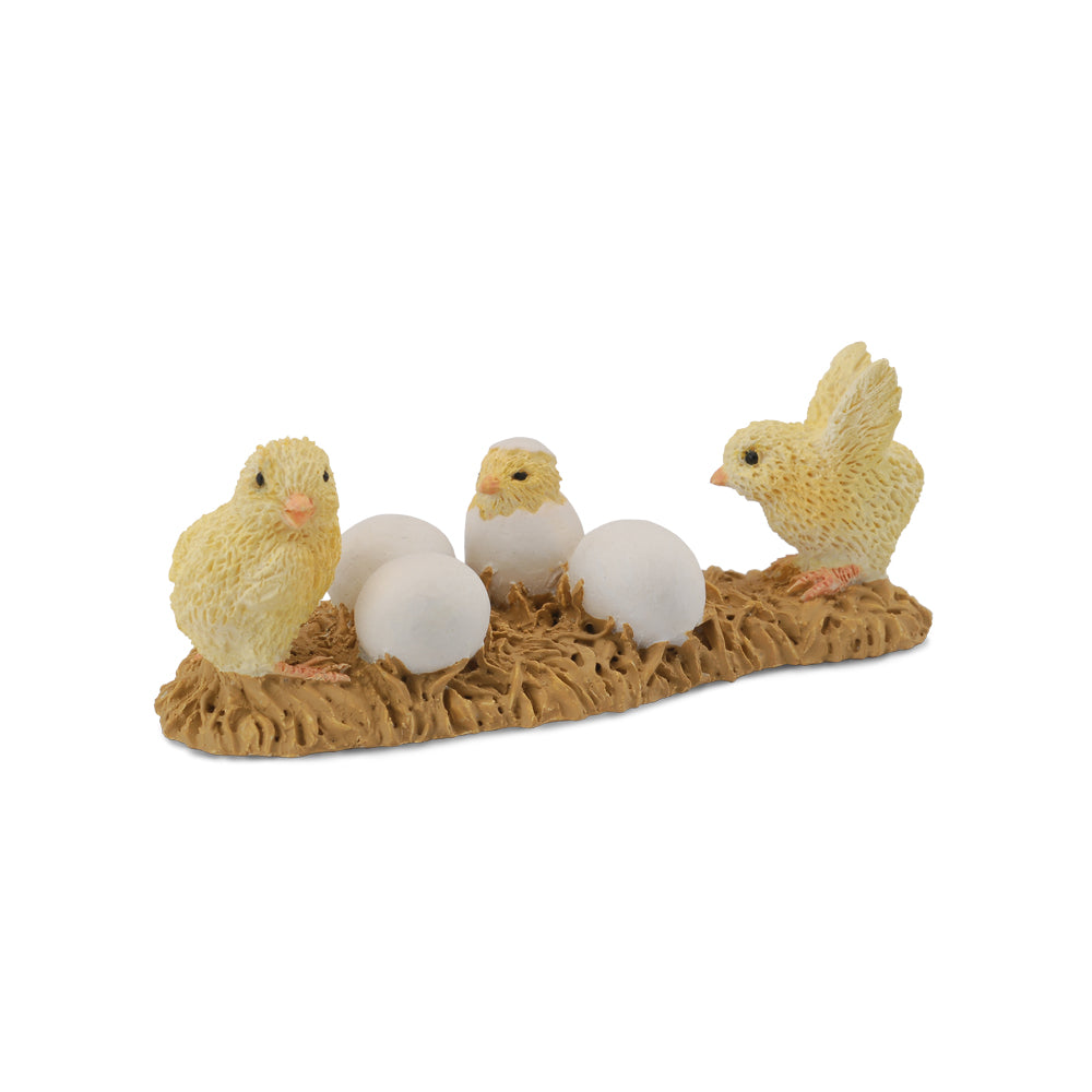 Chicks Hatching (3 Years +)