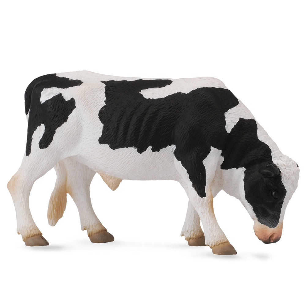 Friesian Bull (3 Years +)