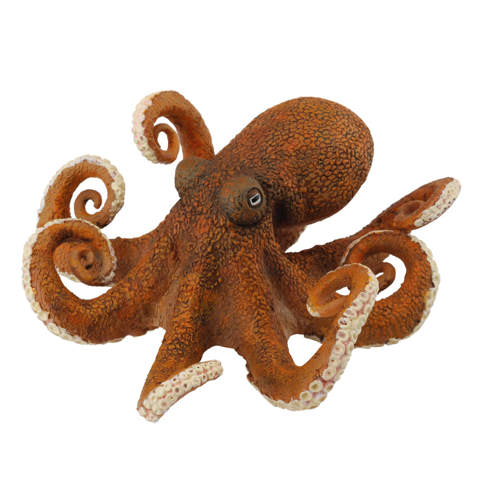 Octopus (3 Years +)