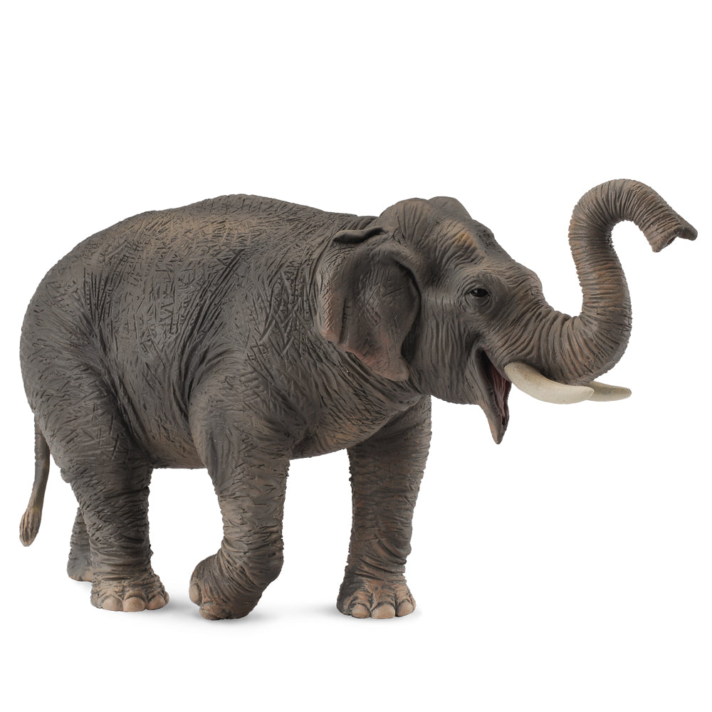 Asian Elephant (3 Years +)