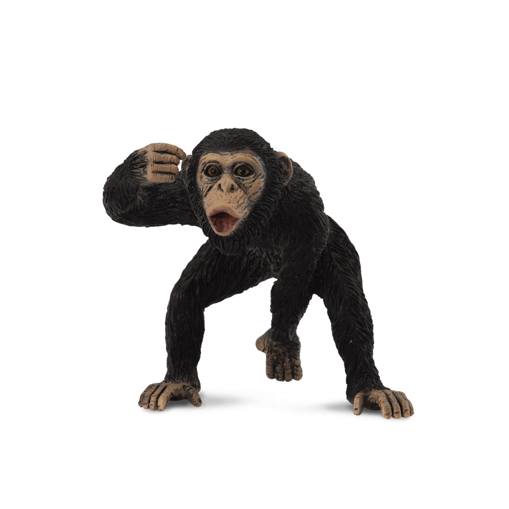 Chimpanzee Male (3 Years +)