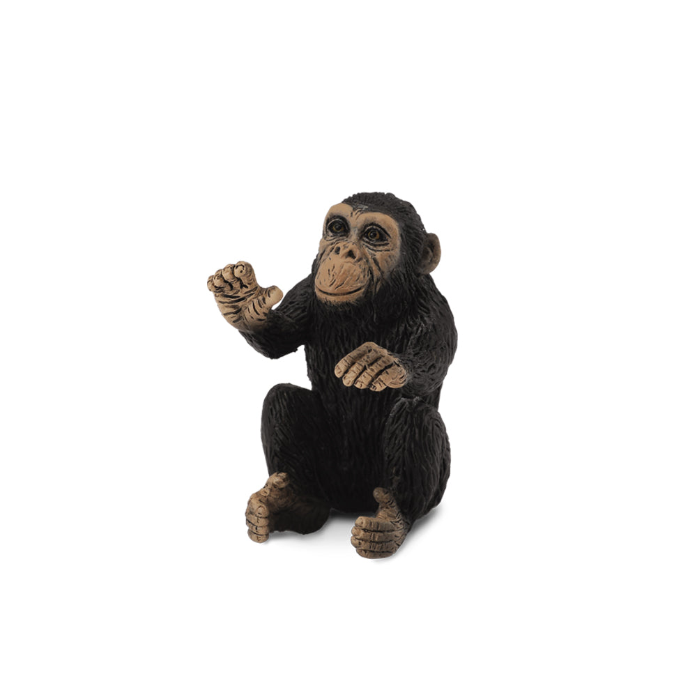 Chimpanzee Cub Hugging (3 Years +)