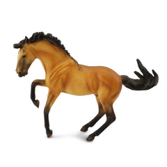 Lusitano Stallion Buckskin (3 Years +)