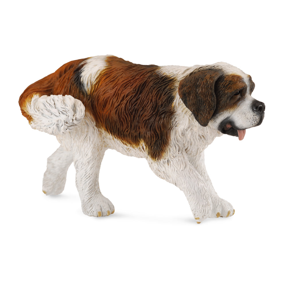 St Bernard (3 Years +)