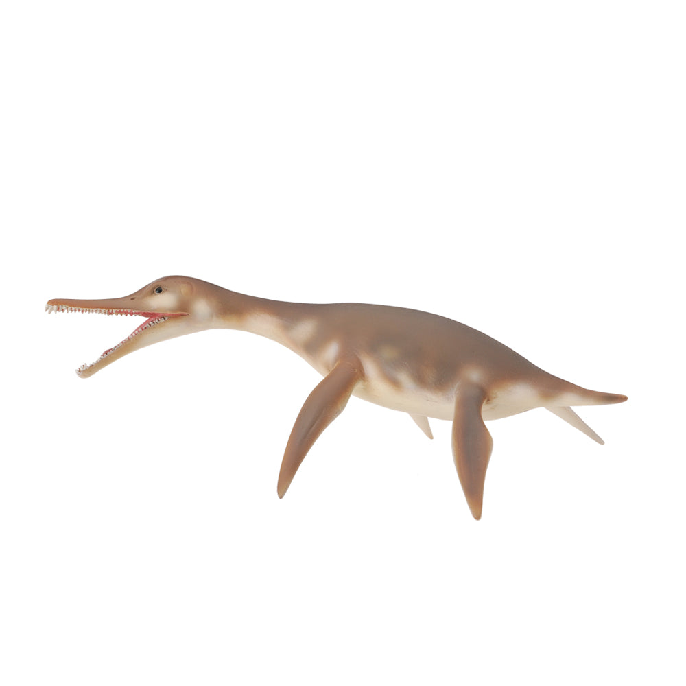 Dolichorhynchops (3 Years +)