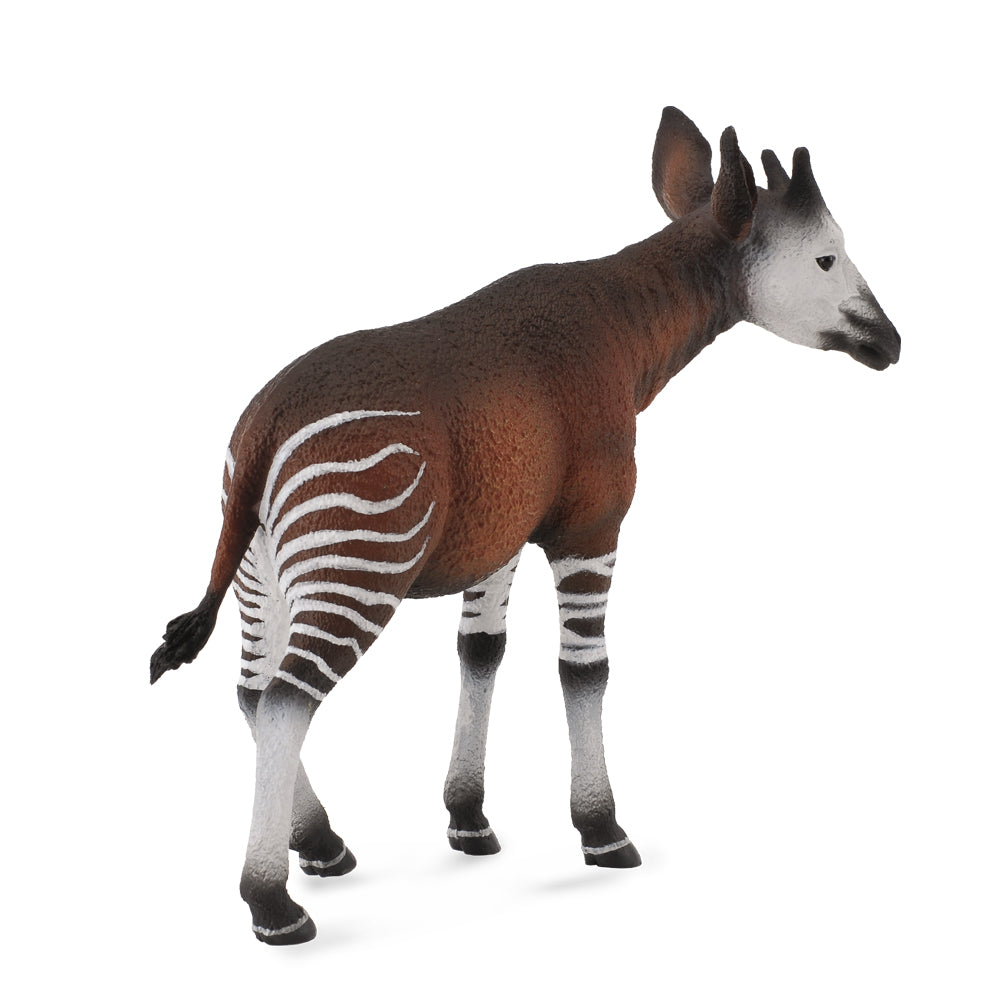 Okapi (3 Years +)