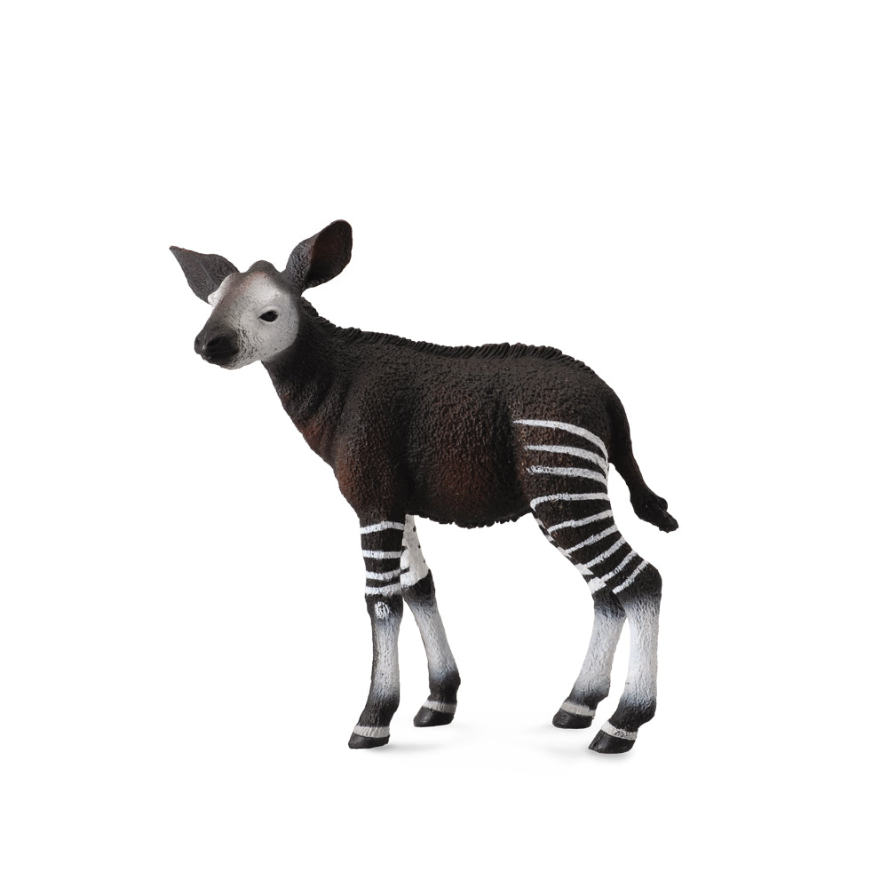 Okapi Calf (3 Years +)