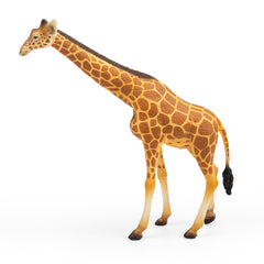 Reticulated Giraffe (3 Years +)