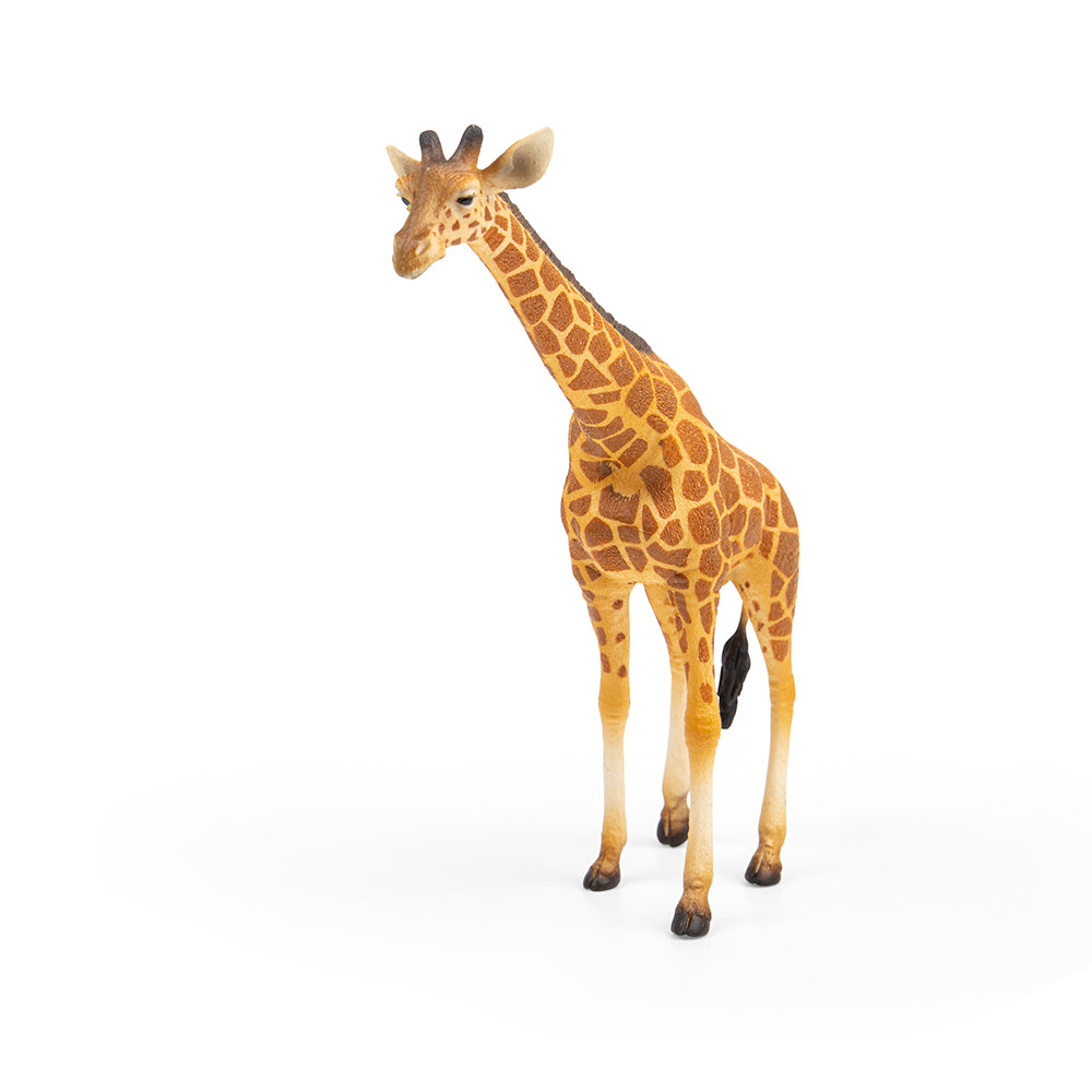 Reticulated Giraffe (3 Years +)