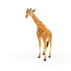Reticulated Giraffe (3 Years +)