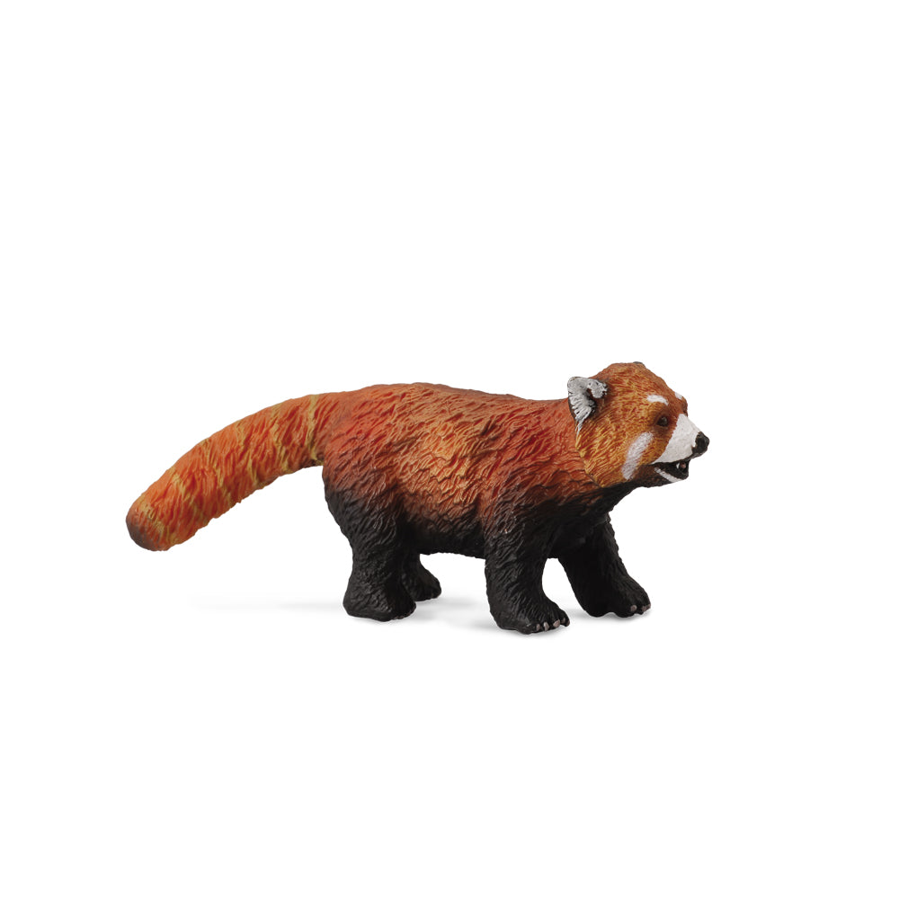 Red Panda (3 Years +)