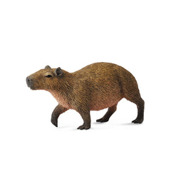 Capybara (3 Years +)