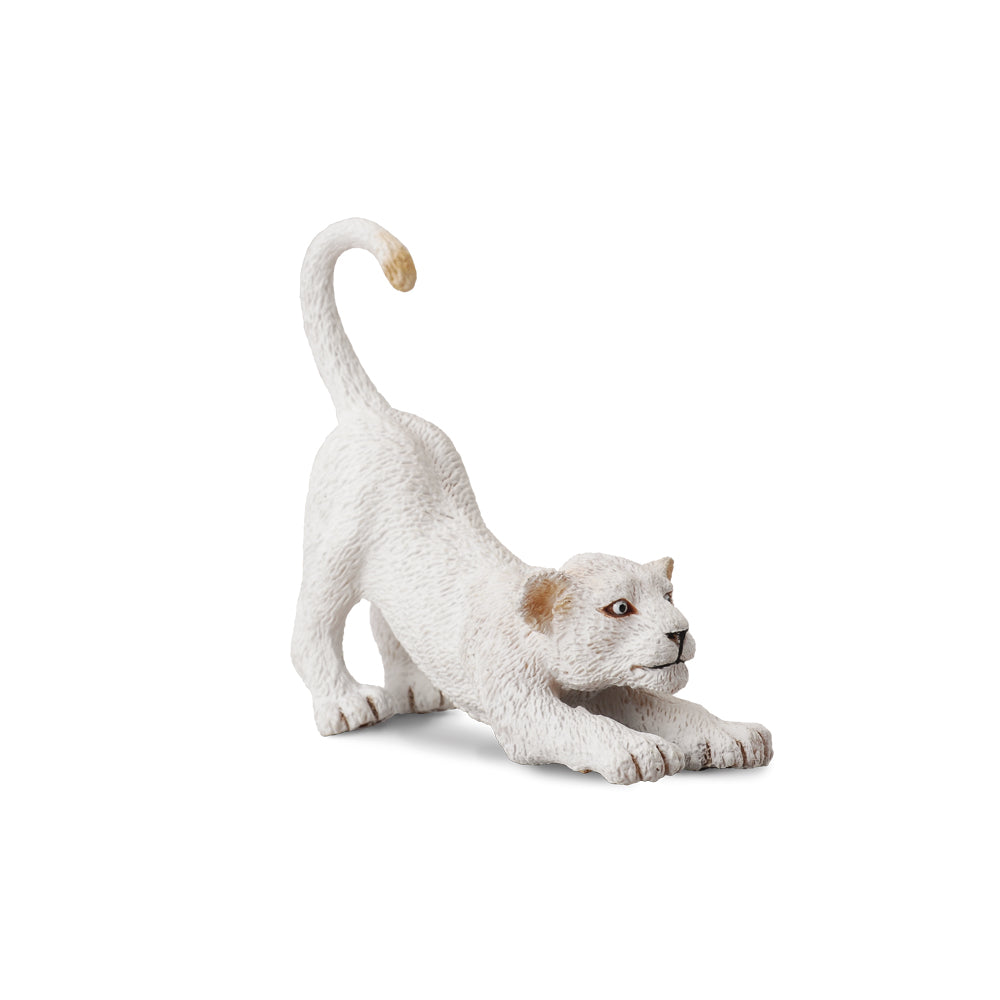 White Lion Cub Stretching (3 Years +)