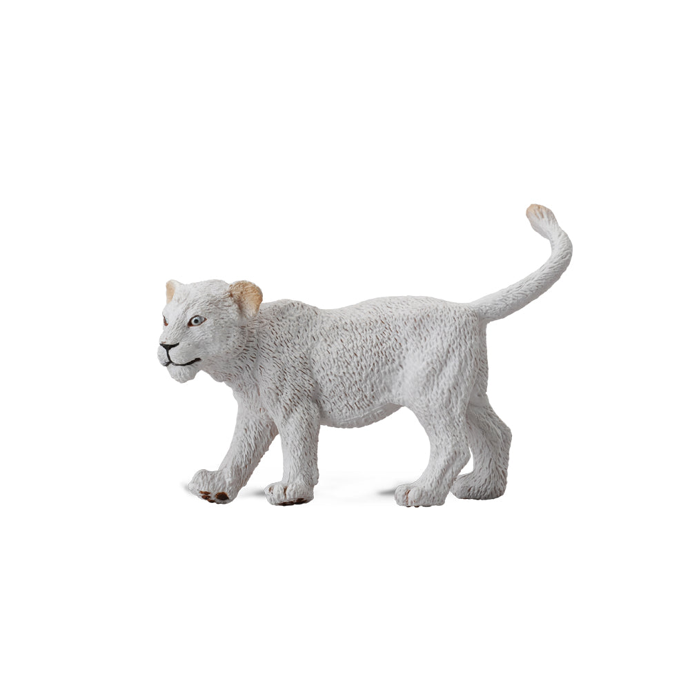 White Lion Cub Walking (3 Years +)