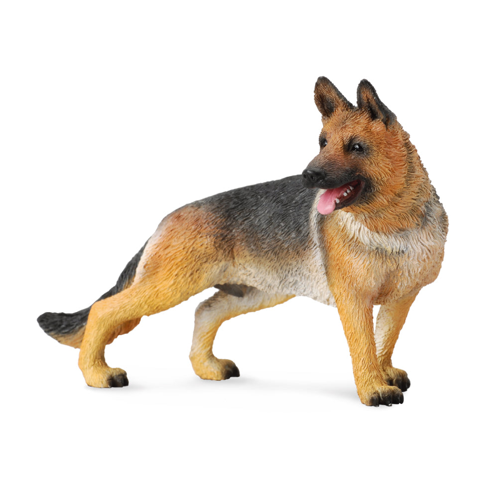 German Shepherd (3 Years +)