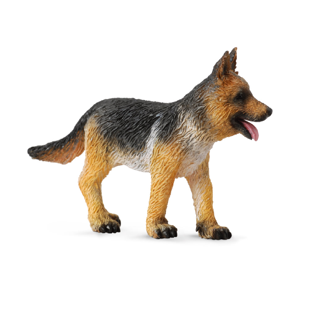 German Shepherd Puppy (3 Years +)
