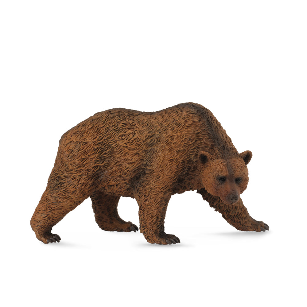 Brown Bear (3 Years +)