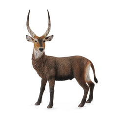 Waterbuck (3 Years +)