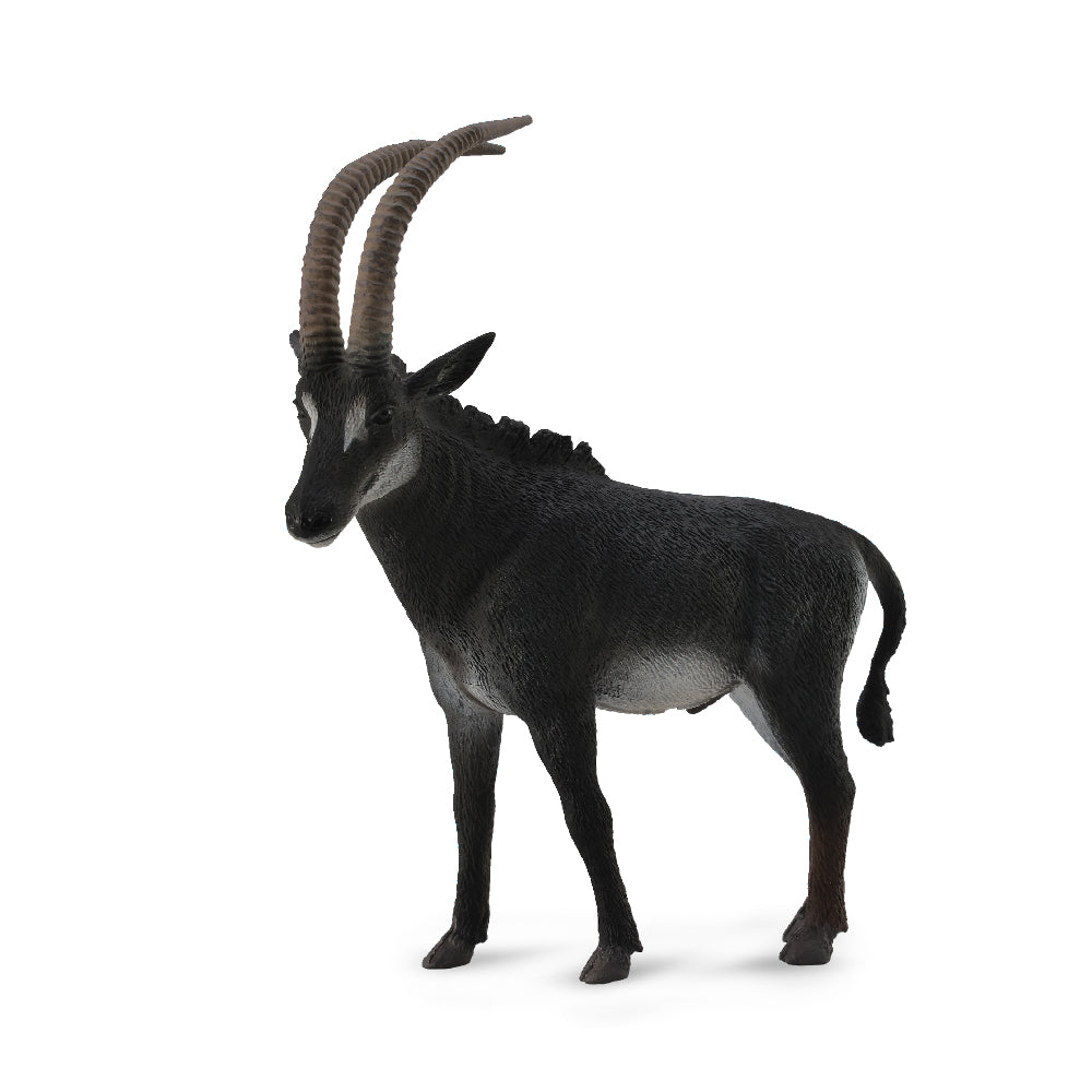 Giant Sable Antelope Male (3 Years +)