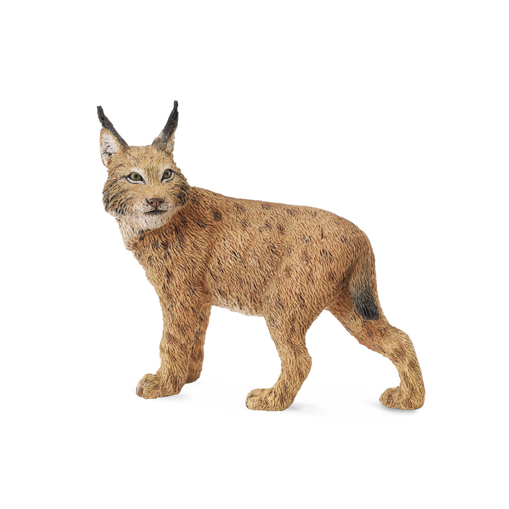 Lynx (3 Years +)