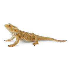 Bearded Dragon Lizard (3 Years +)