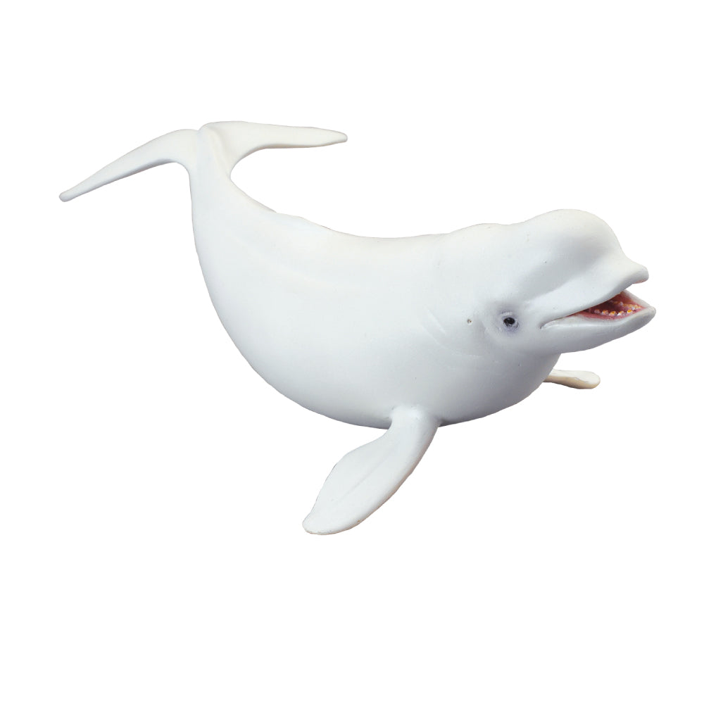Beluga Whale (3 Years +)