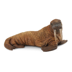 Walrus (3 Years +)