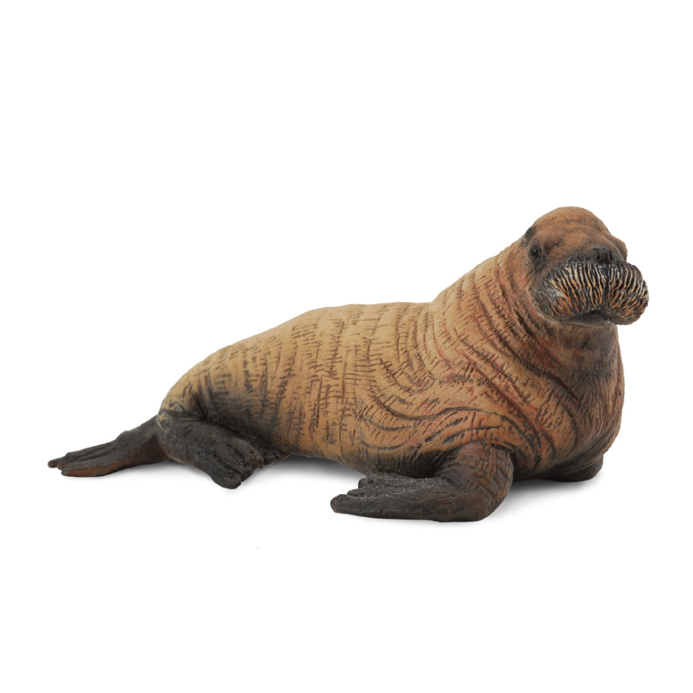 Walrus Calf (3 Years +)
