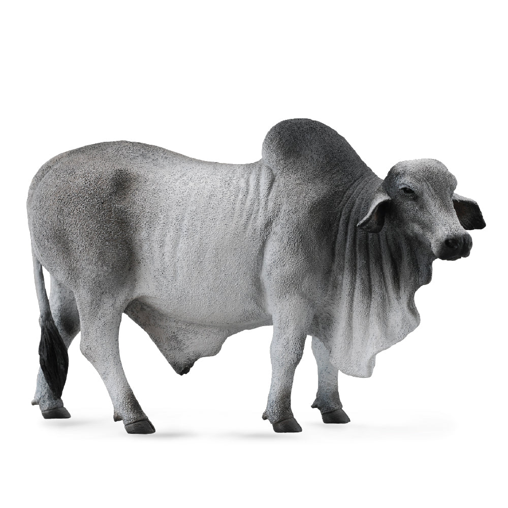 Brahman Bull (3 Years +)