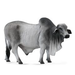 Brahman Bull (3 Years +)