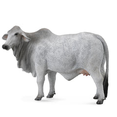 Brahman Cow (3 Years +)