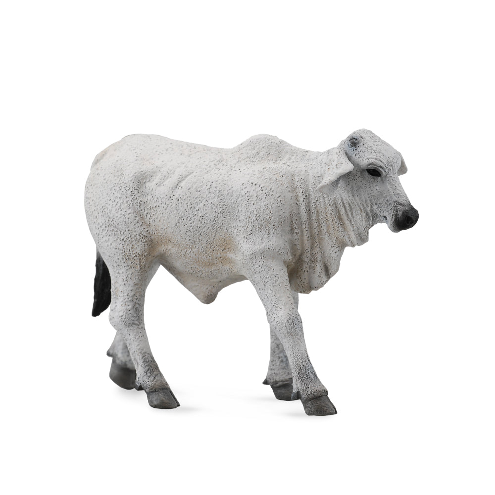 Brahman Calf (3 Years +)