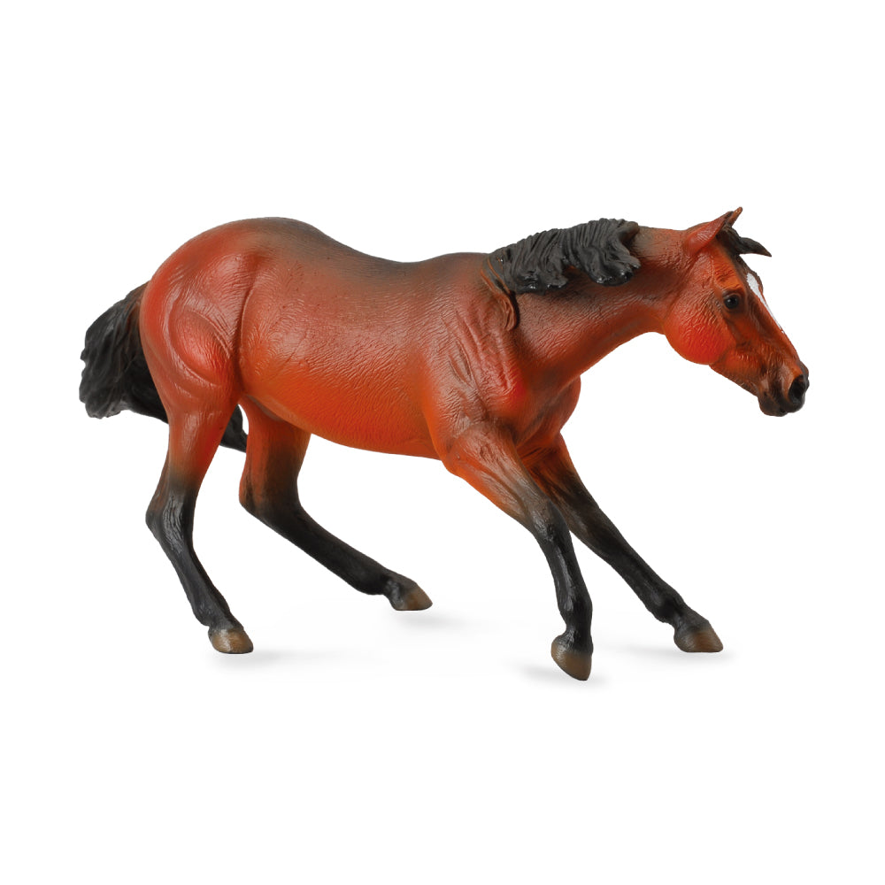 Quarter Horse Bay (3 Years +)