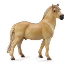 Fjord Stallion Brown Dun (3 Years +)