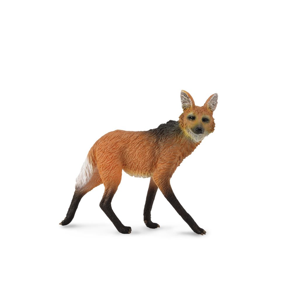 Maned Wolf (3 Years +)