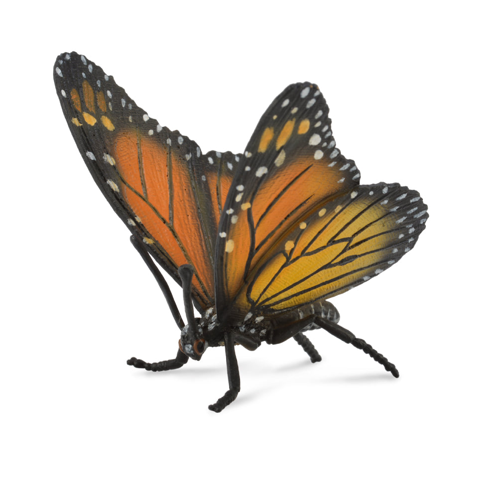 Monarch Butterfly (3 Years +)
