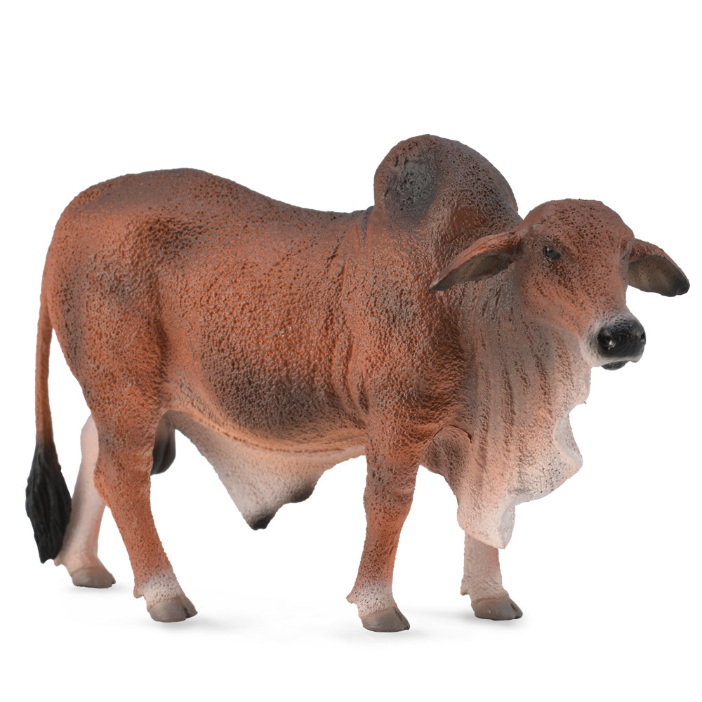 Red Brahman Bull (3 Years +)