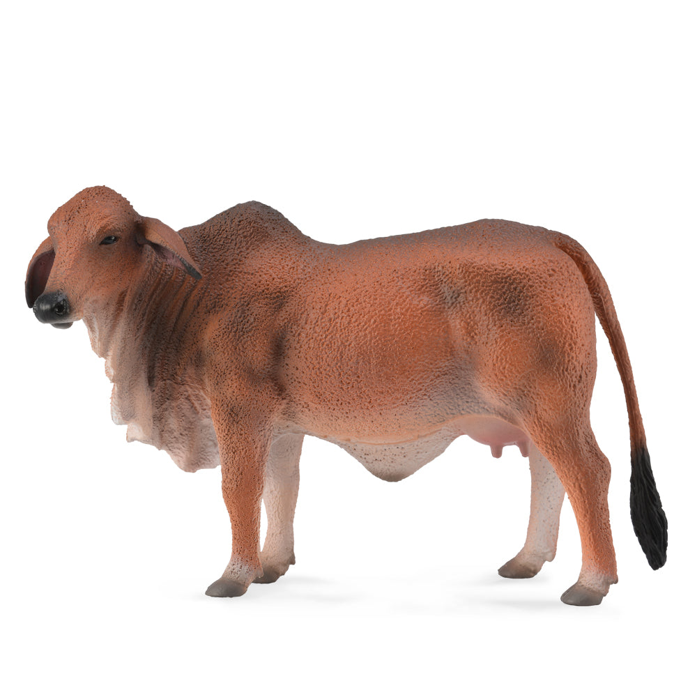 Red Brahman Cow (3 Years +)