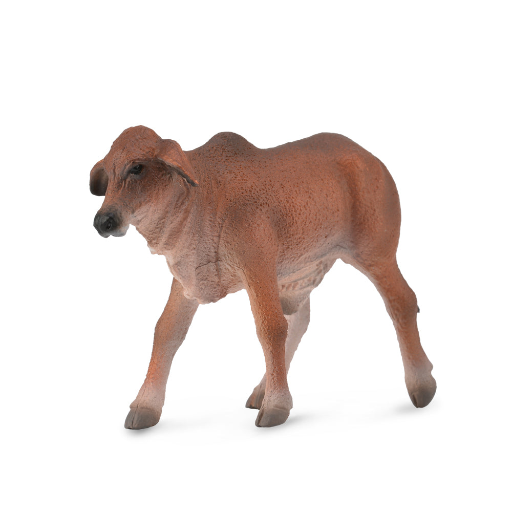 Red Brahman Calf (3 Years +)