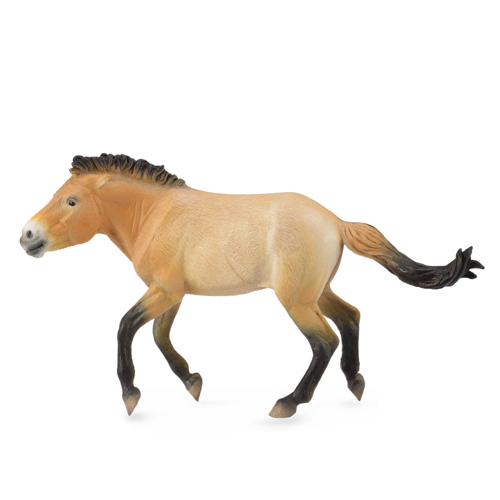 Przewalski Stallion (3 Years +)