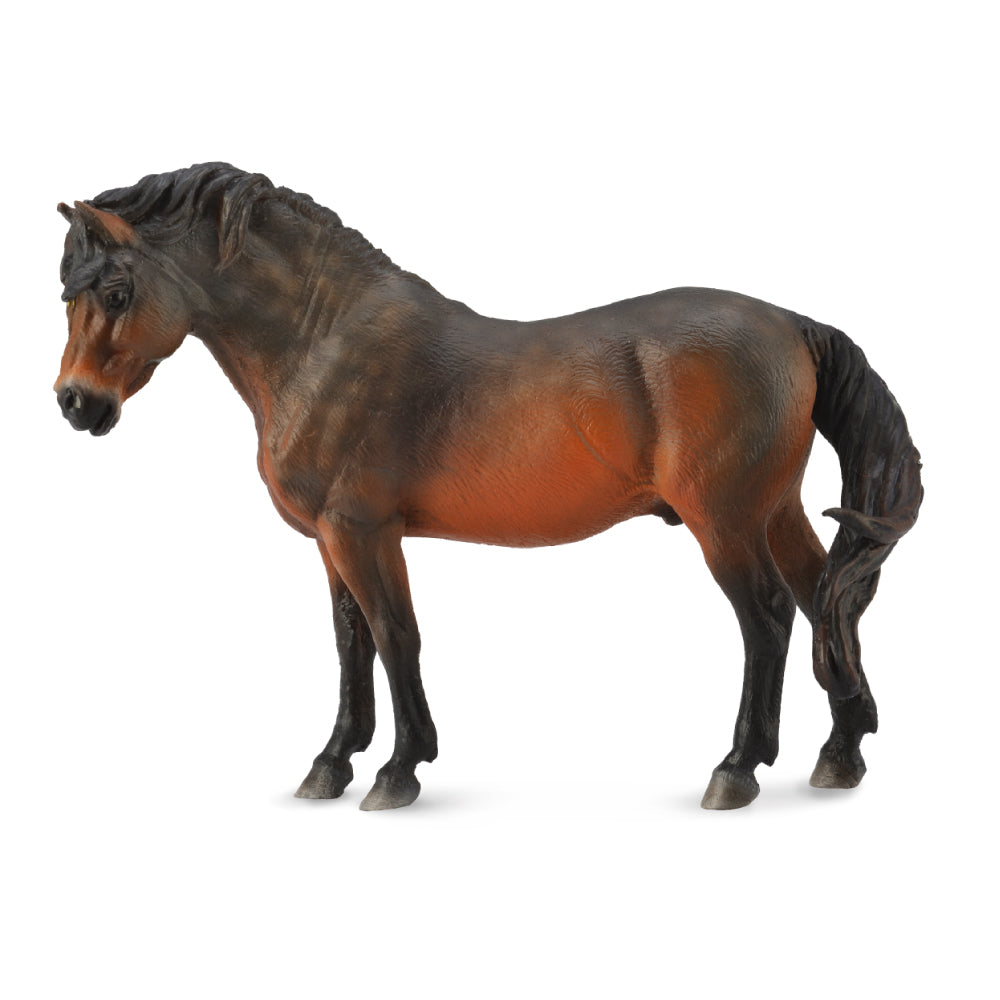 Dartmoor Pony Bay (3 Years +)