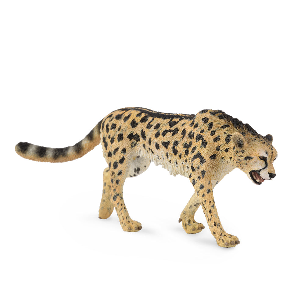 King Cheetah (3 Years +)