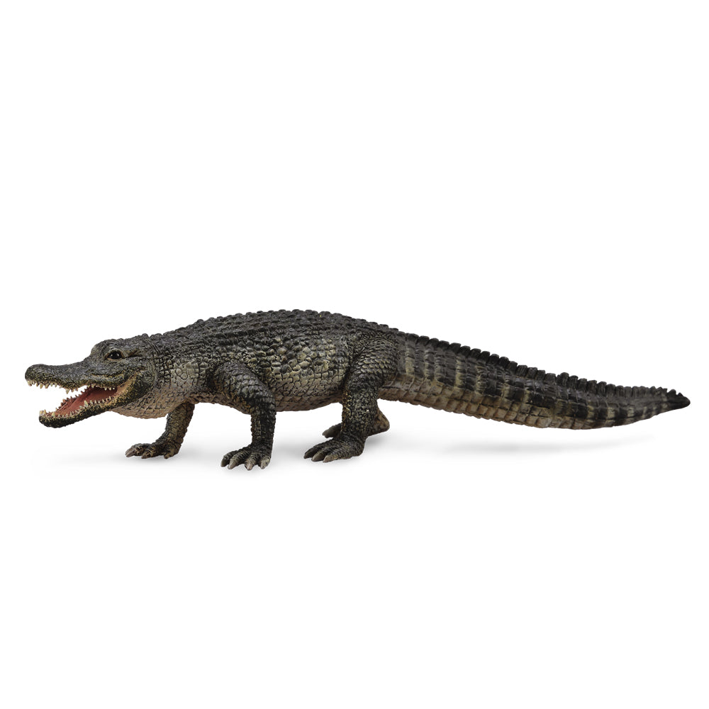 American Alligator (3 Years +)