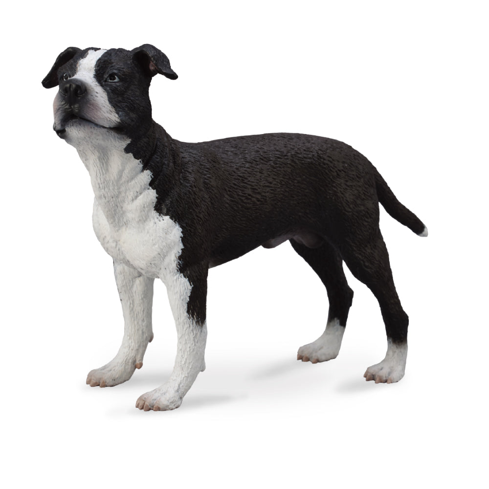 American Staffordshire Terrier (3 Years +)