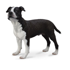 American Staffordshire Terrier (3 Years +)