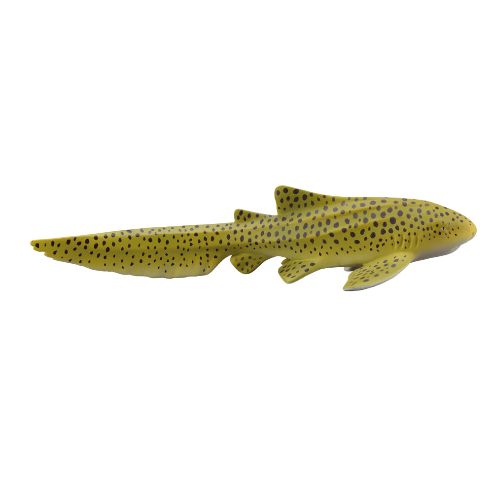 Zebra Shark (3 Years +)